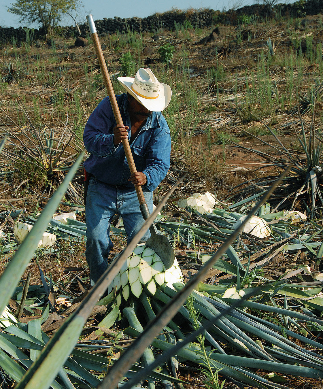 NUVO Magazine: Casa Herradura