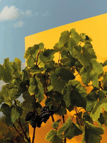 La Grande Dame Celebrates Madame Clicquot Ponsardin, the Matriarch of Champagne